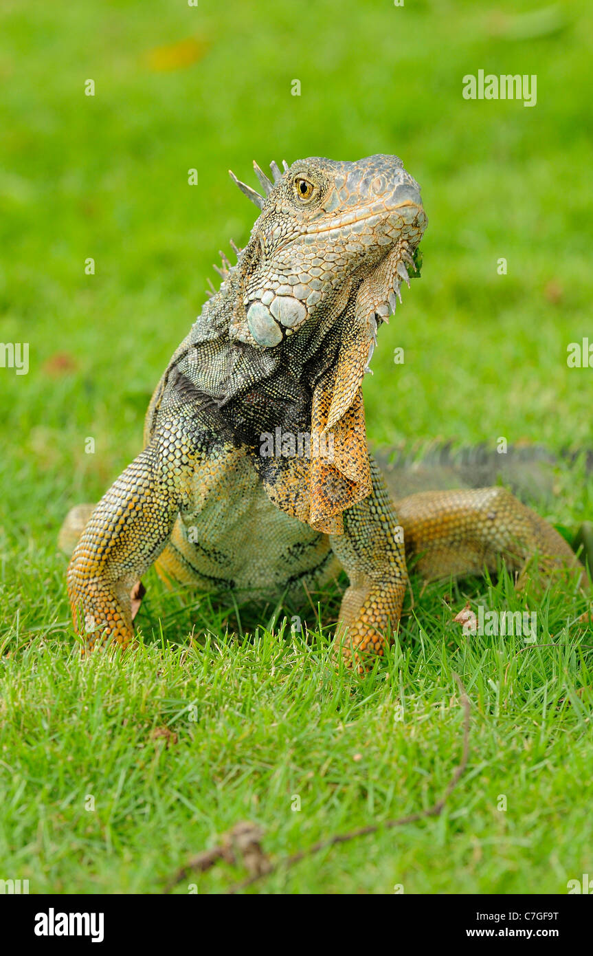 Leguan (Iguana Iguana) zu Fuß auf dem Rasen, Parque Bolivar, Guayaquil, Ecuador Stockfoto