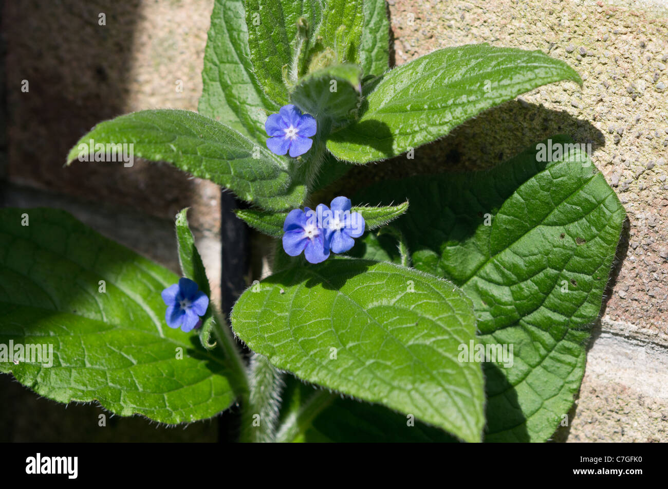 Pentaglottis Sempervirens grüne Alkanet, immergrünen Bugloss oder alkanet Stockfoto