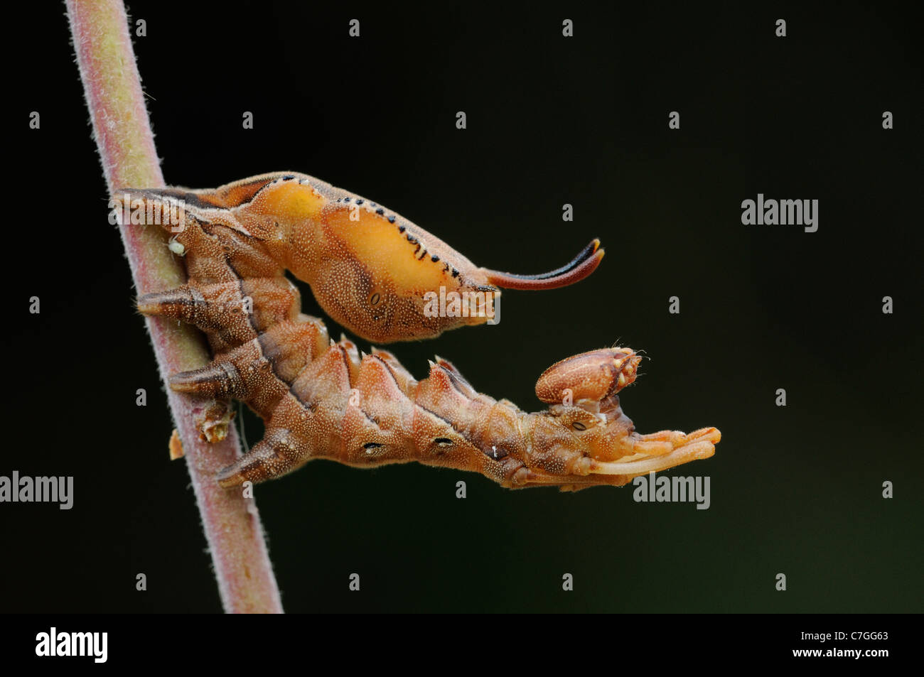 Hummer Moth (Stauropus Fagi) ausgewachsenen Larve im Ruhezustand, Oxfordshire, Vereinigtes Königreich Stockfoto