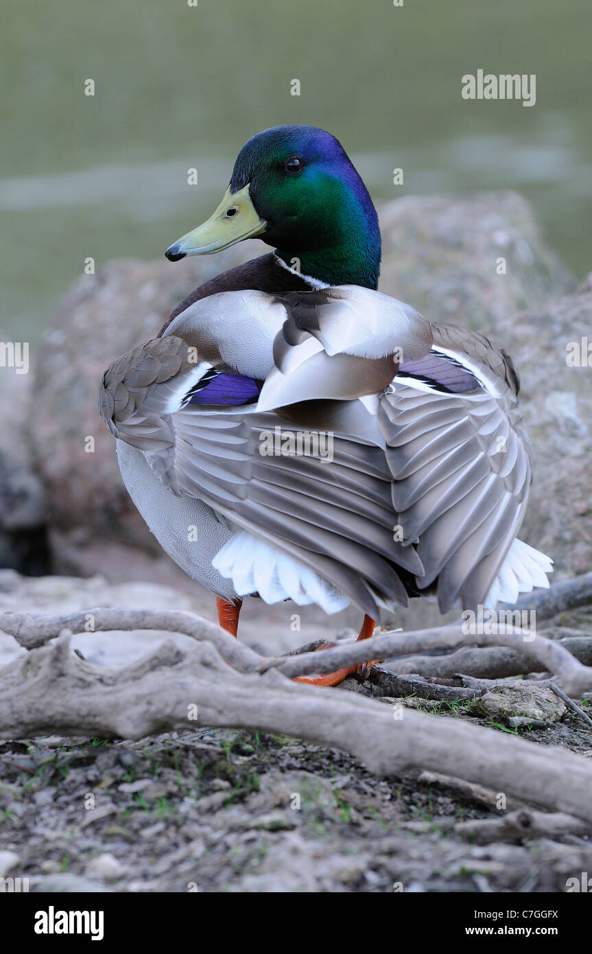 Stockente (Anas Platyrhynchos) auf Anhöhe mit Flügelfedern, Oxfordshire, Vereinigtes Königreich Stockfoto