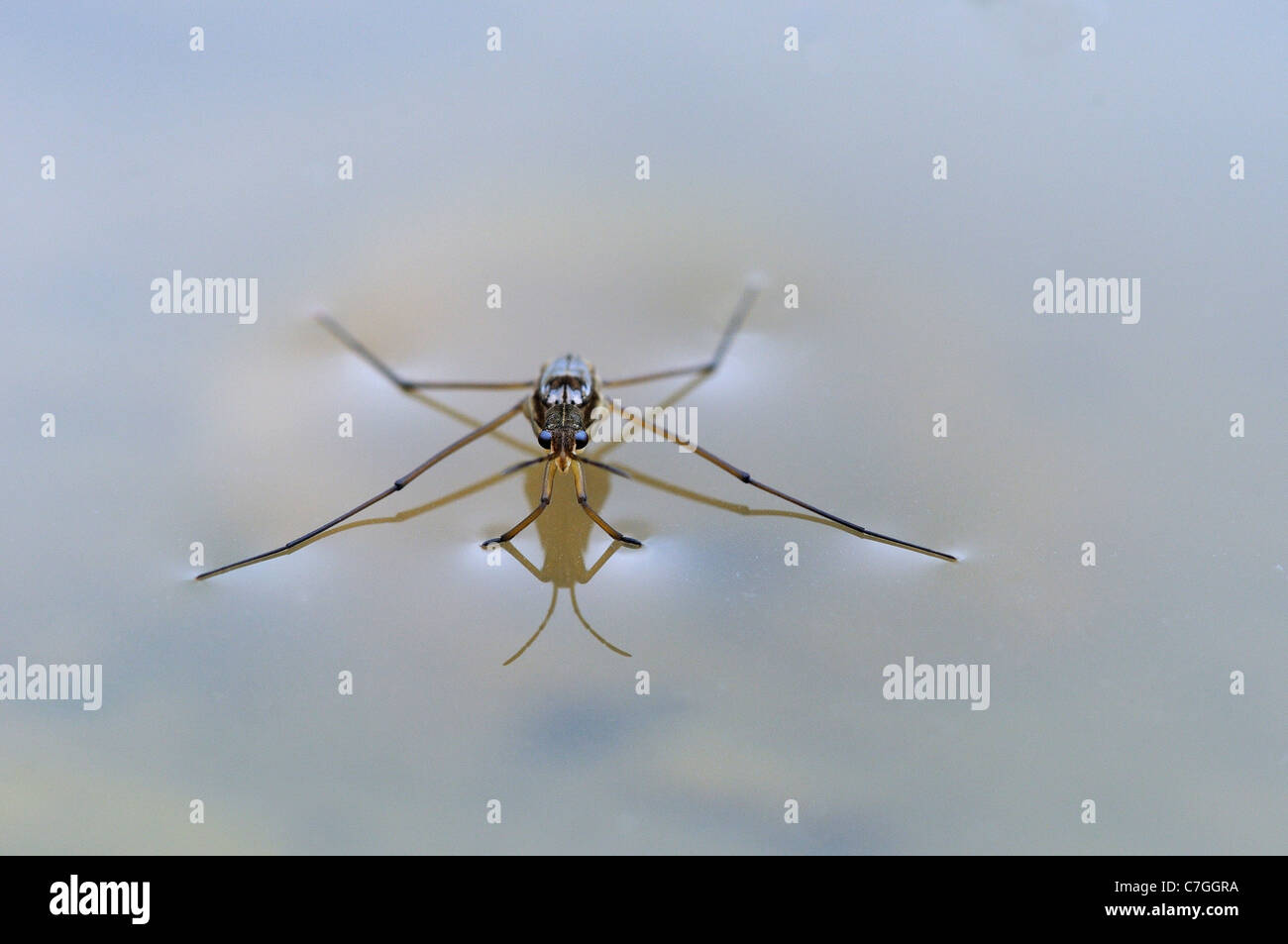 Teich-Skater (Gerris Lacustris) ruht auf der Wasseroberfläche, Oxfordshire, Vereinigtes Königreich Stockfoto