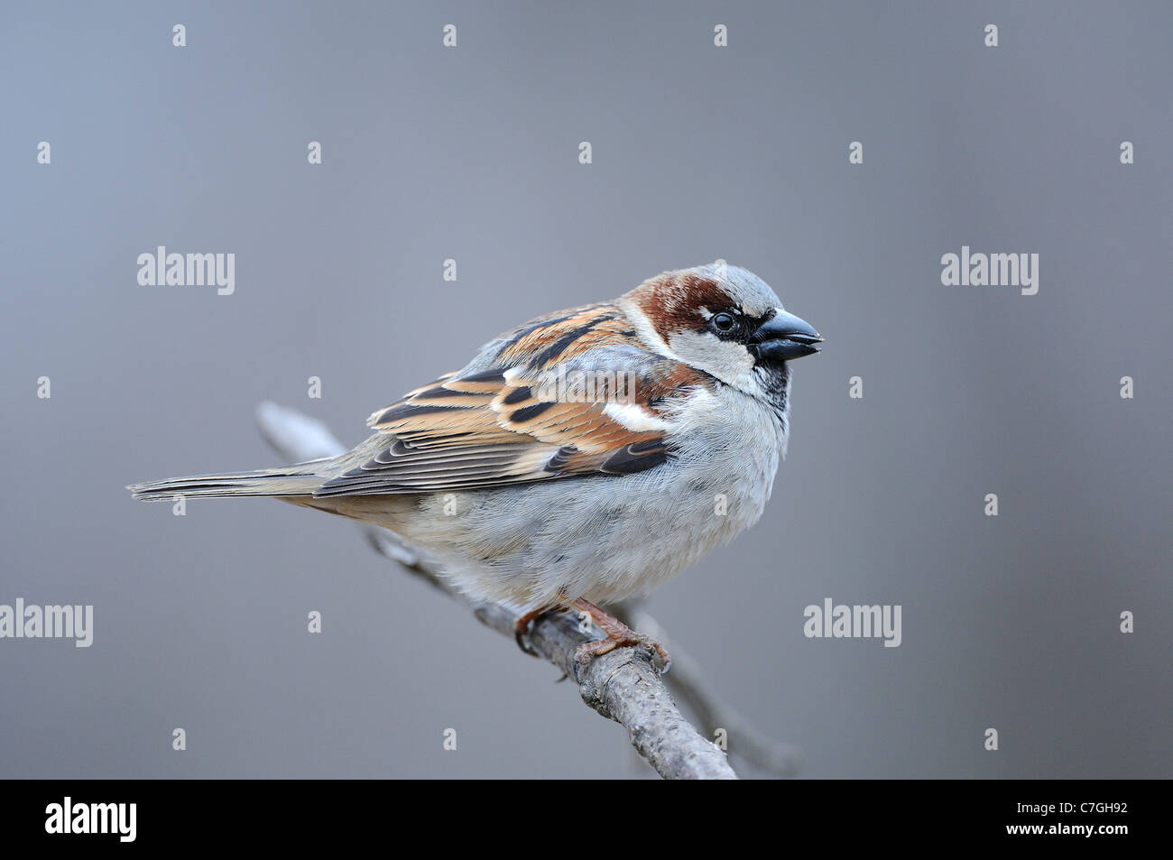 Baum-Spatz (Passer Montanus) thront auf AST Essen Samen, Bulgarien Stockfoto