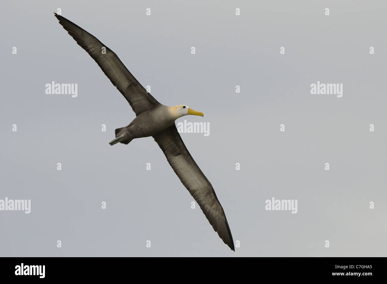 Winkte Albatross (Phoebastria Irrorata) im Flug, Galapagos-Inseln, Ecuador Stockfoto