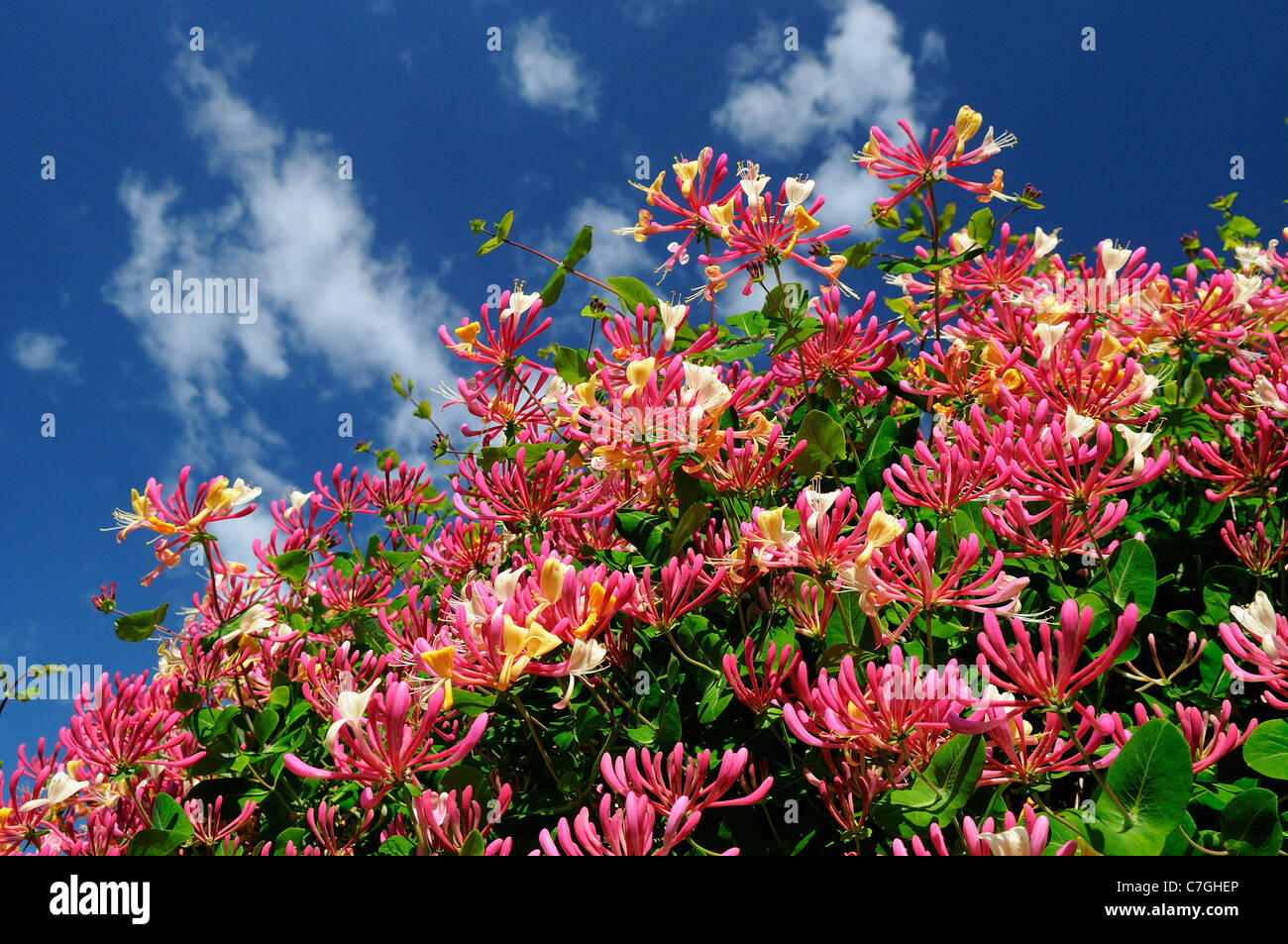 Englischen wilden Geißblatt (Lonicera Periclymenum) in voller Blüte, Oxfordshire, Vereinigtes Königreich Stockfoto