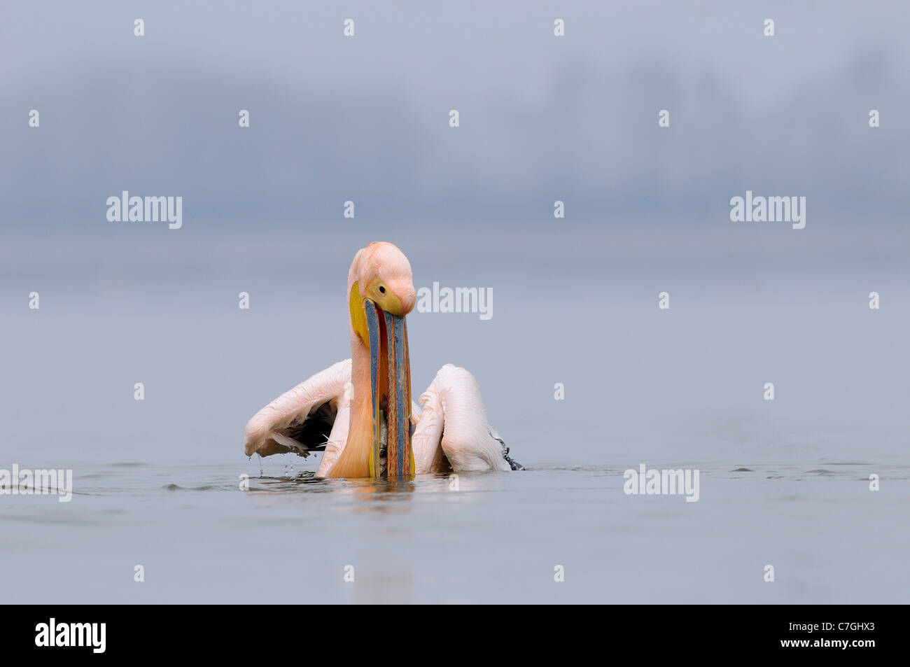 Weißer Pelikan (Pelecanus Onocrotalus) in der Zucht Gefieder, auf dem Wasser Fang von Fischen, See Kerkini, Griechenland Stockfoto