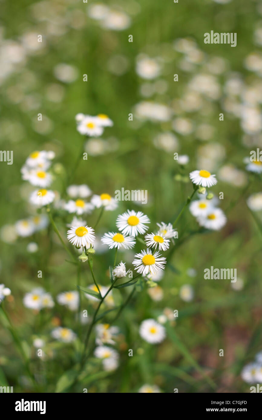 Kamille-Feld. Natur. Blumen Stockfoto