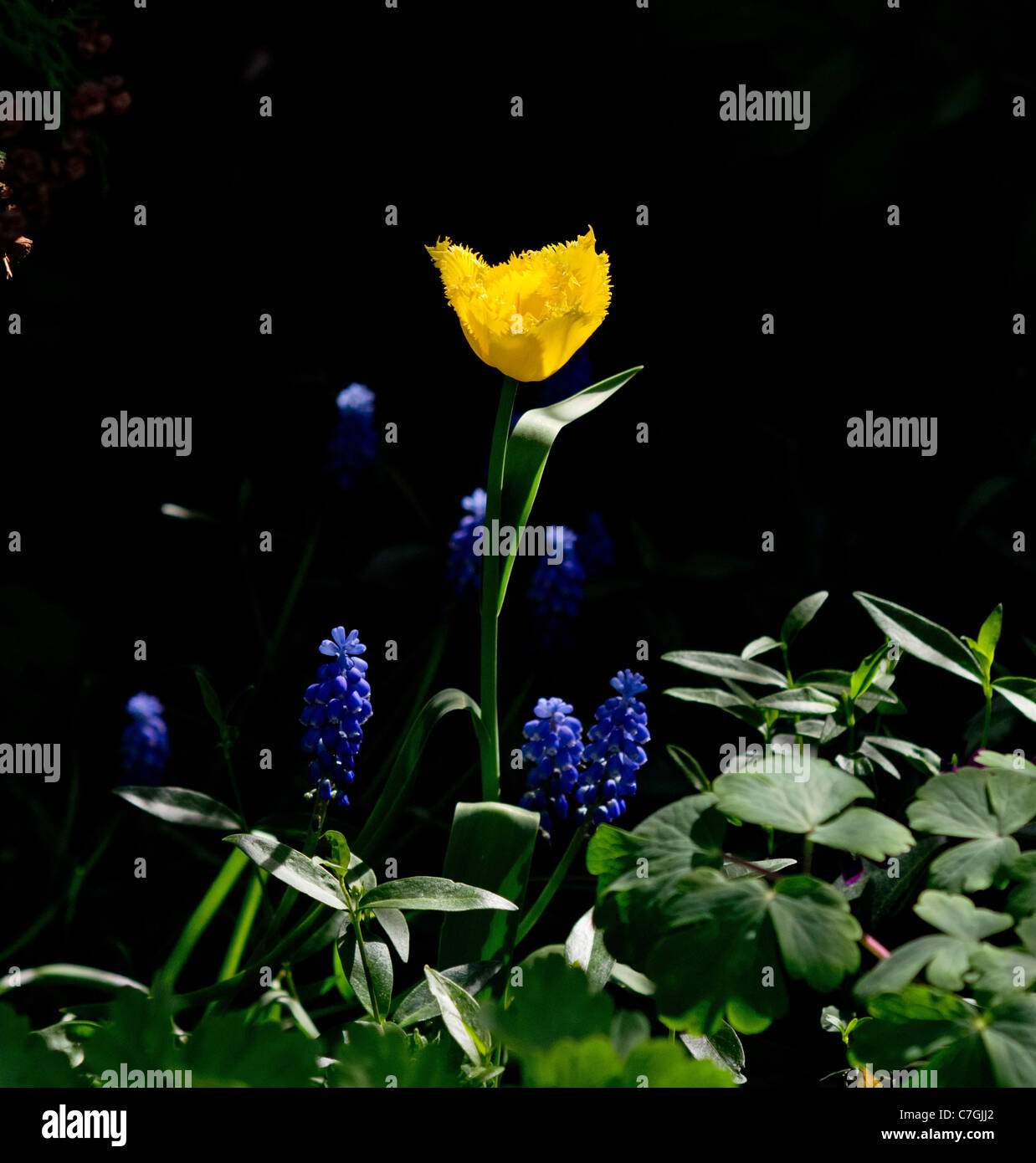 Gefranste Tulpen und Traubenhyazinthen Stockfoto