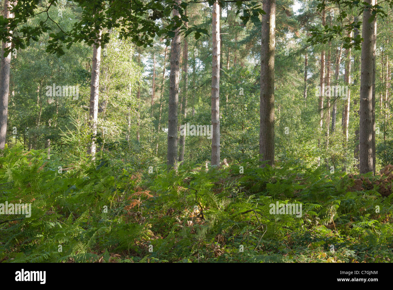Sherwood Forest - Nadelbäume und bracken Stockfoto