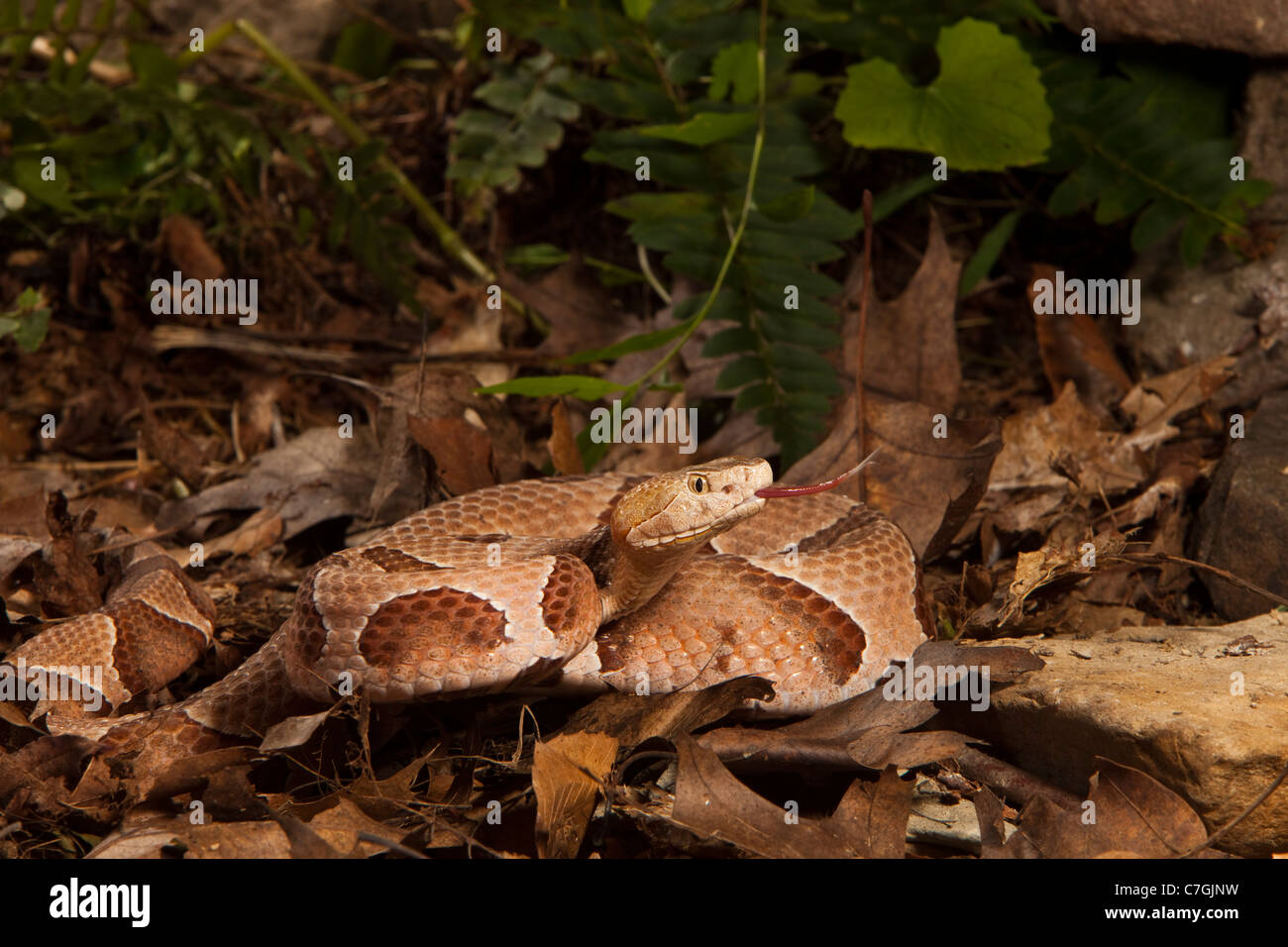 Südlichen Copperhead Agkistrodon Contortrix contortrix Stockfoto