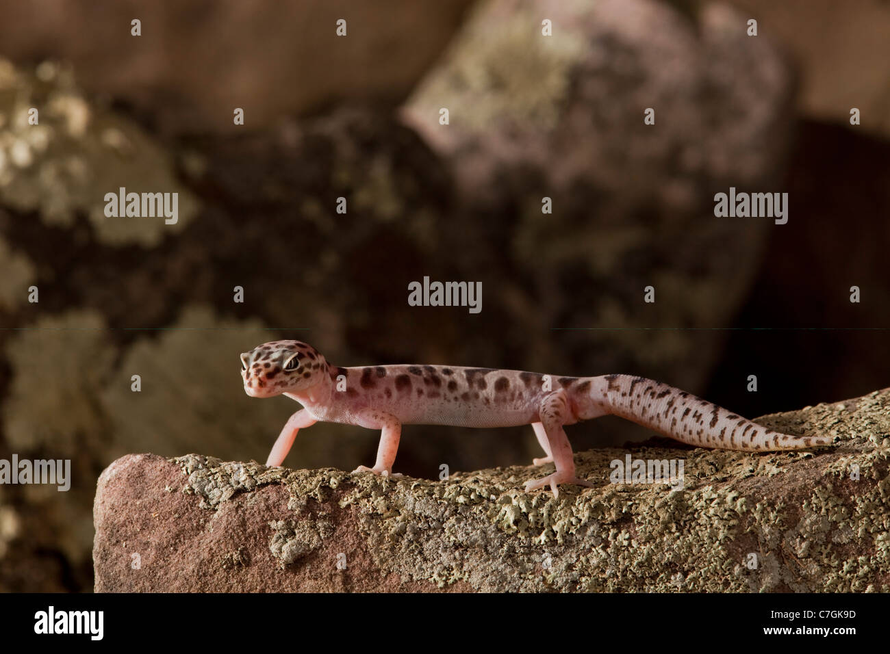 Western gebändert Gecko Coleonyx variegatus Stockfoto