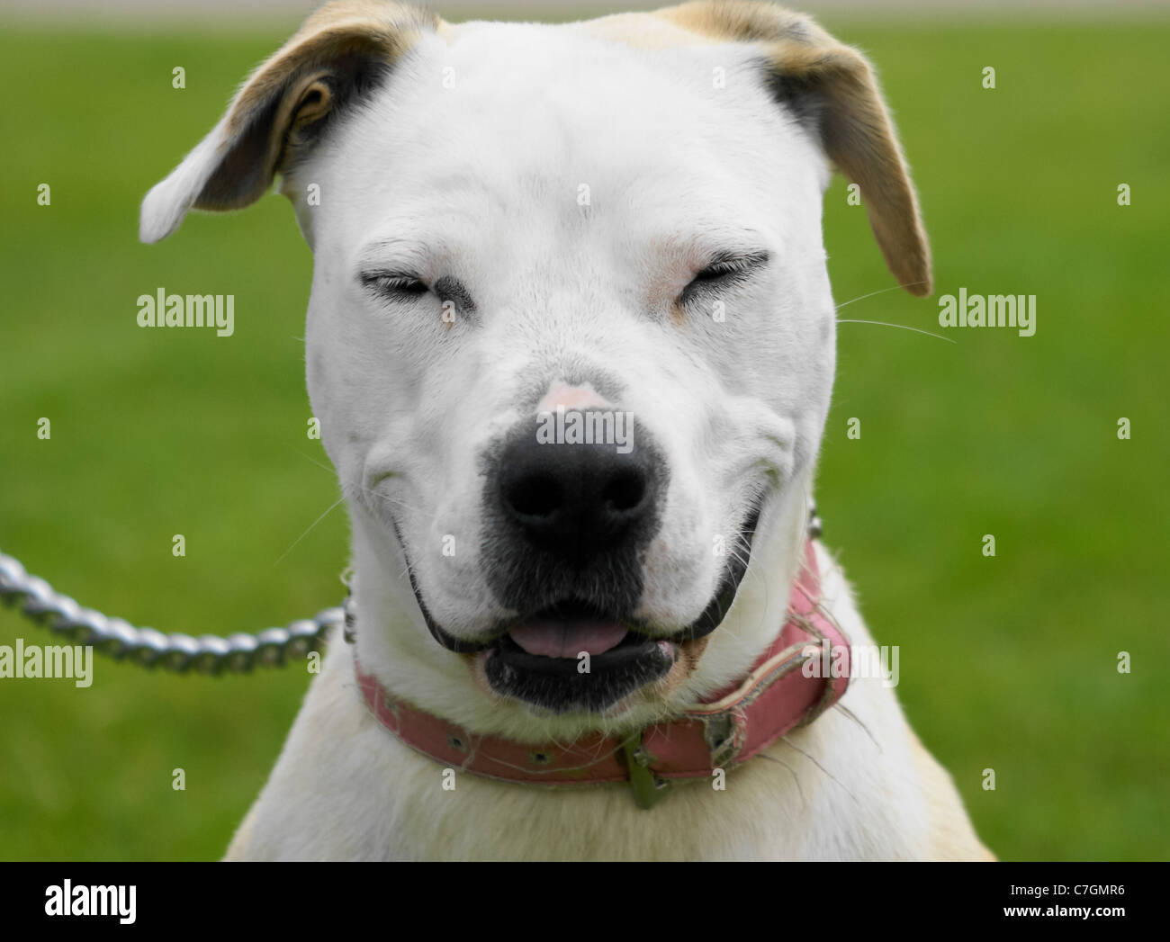Lustiger Hund lächeln lächelnd Hund Stockfoto