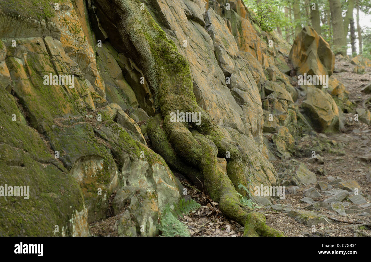 Präkambrischen Felsvorsprungs in Charnwood Forest. Diese Gesteine sind etwa 600 Millionen Jahre alt, zu den ältesten in Großbritannien. Stockfoto