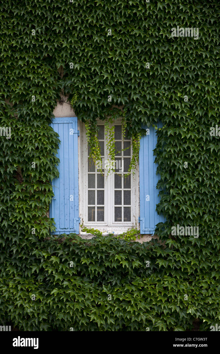 Ivy, die rund um ein Fenster mit Fensterläden Stockfoto