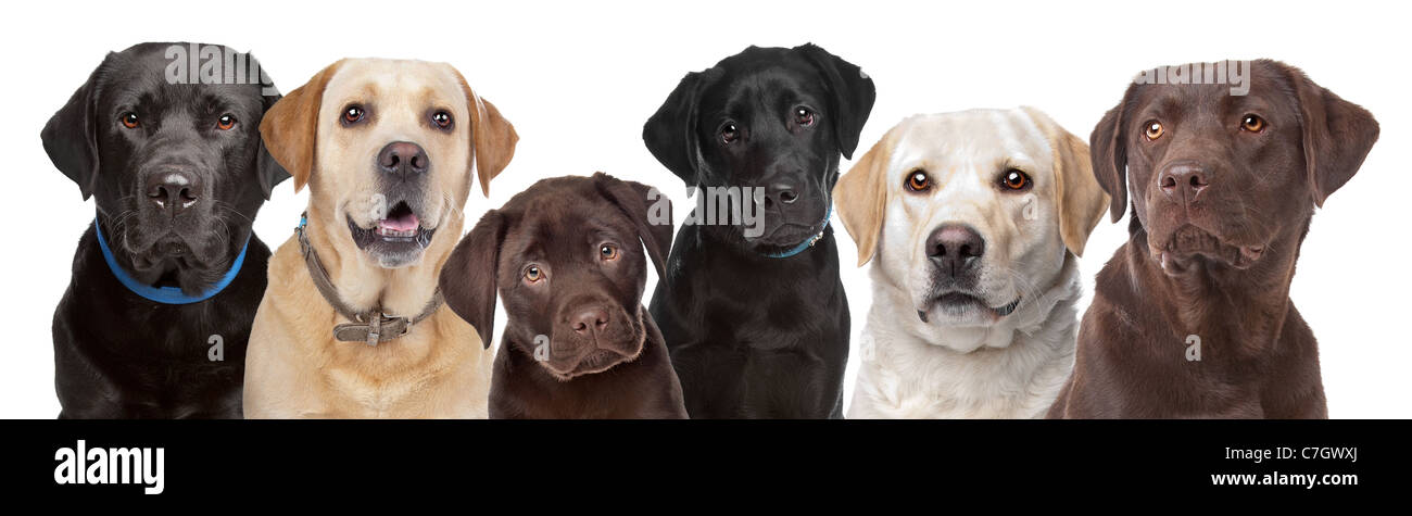 sechs Porträts von Labrador Hunde hintereinander isoliert auf weißem Hintergrund Stockfoto