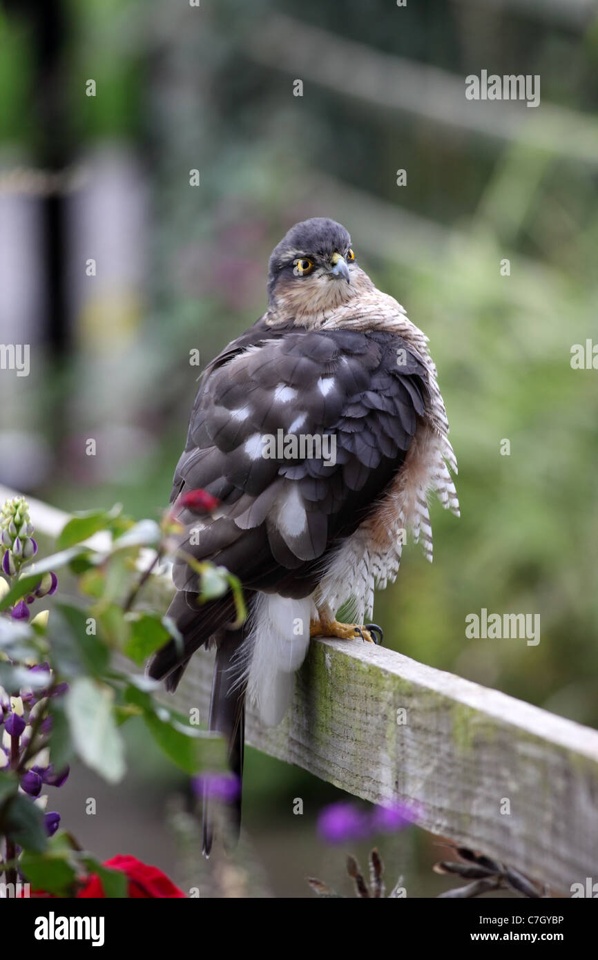 Sparrowhawk Accipter Nisus Perched auf Gartenzaun UK Stockfoto