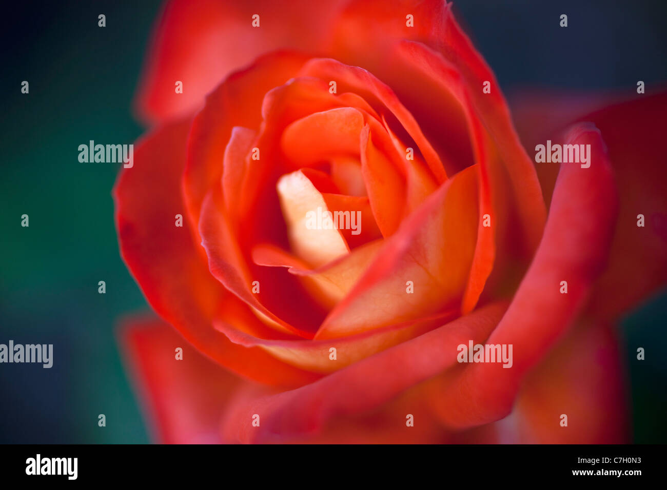 Eine rote rose, extreme Nahaufnahme, selektiven Fokus Stockfoto
