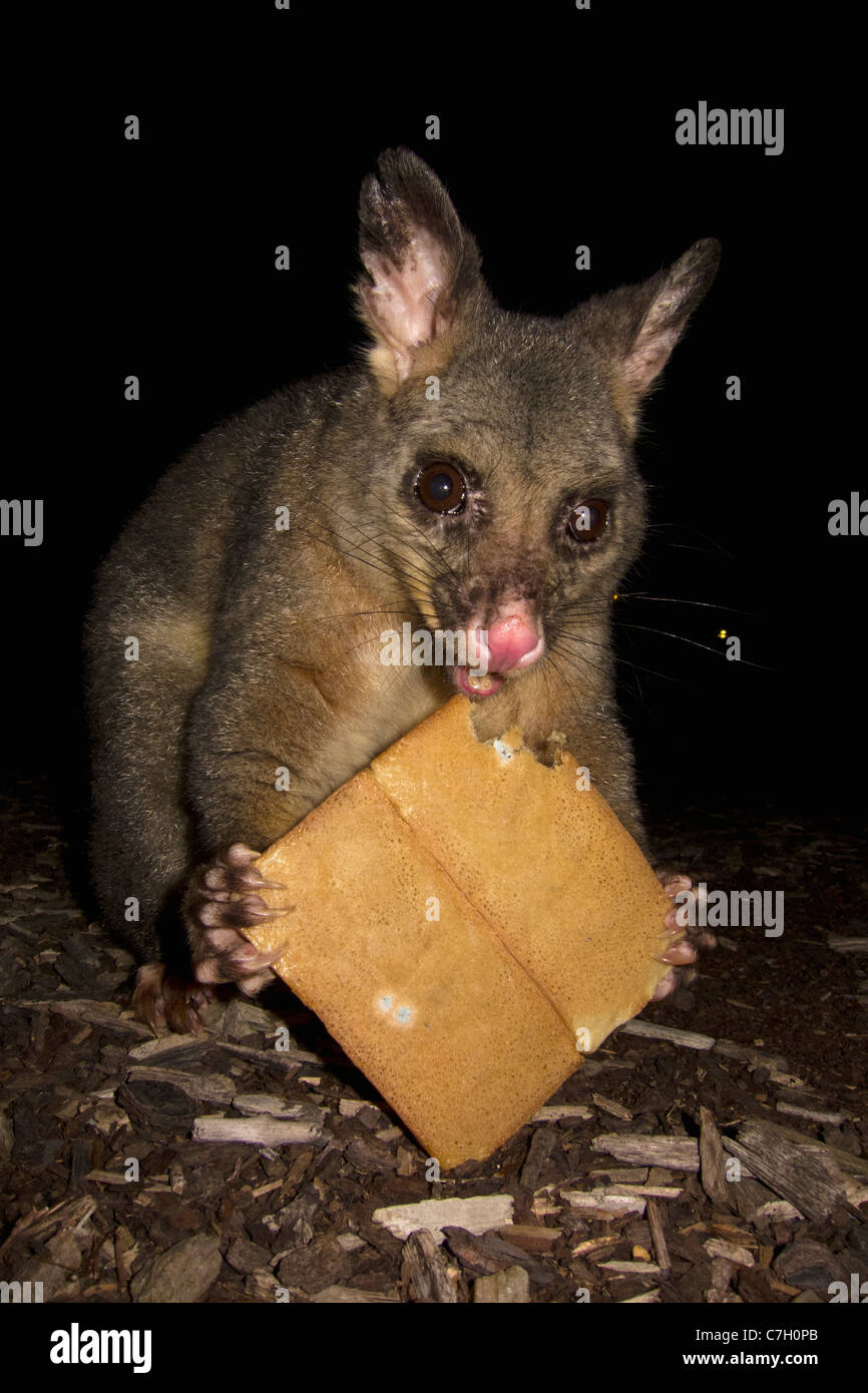 Ein Opossum einen Keks essen Stockfoto