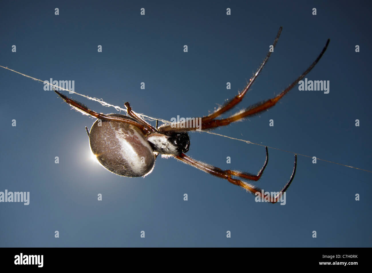 Sonne auf eine Spinne kriecht einen Spider Web-Thread Stockfoto