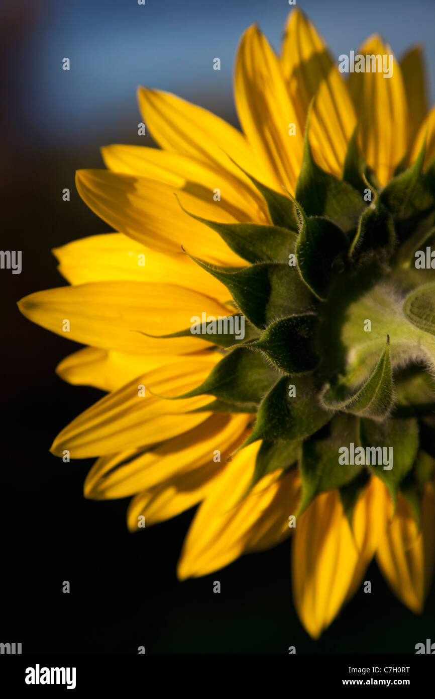 Eine Sonnenblume close-up, hintere Ansicht Stockfoto