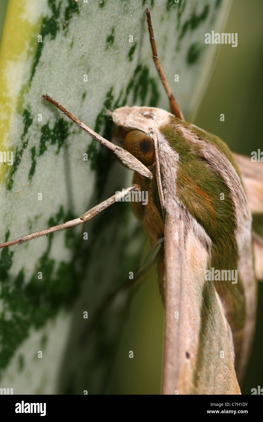 Nahaufnahme des Auges ein Green Hawk Moth Pergesa Acteus, Java, Indonesien Stockfoto