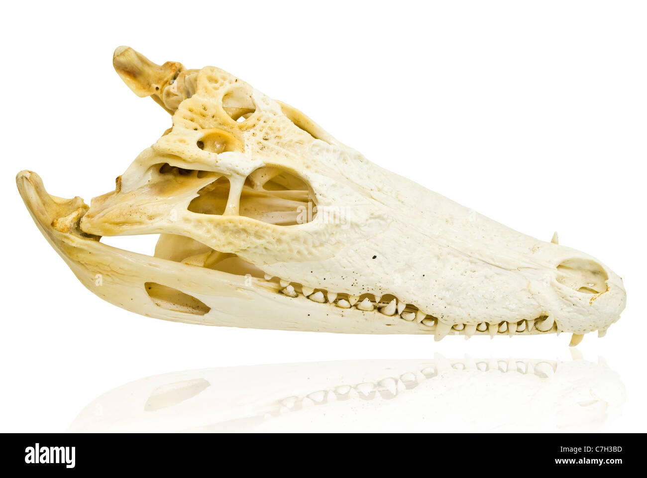 Süßwasser Krokodil-Schädel auf dem weißen Hintergrund isoliert. Stockfoto