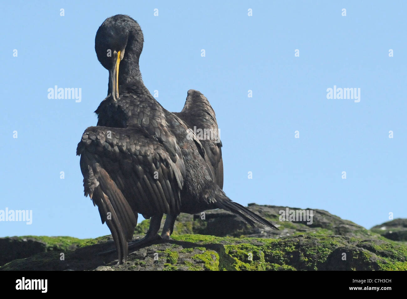 Ein Shag oder Kormoran putzen und reinigen ihre Federn Stockfoto
