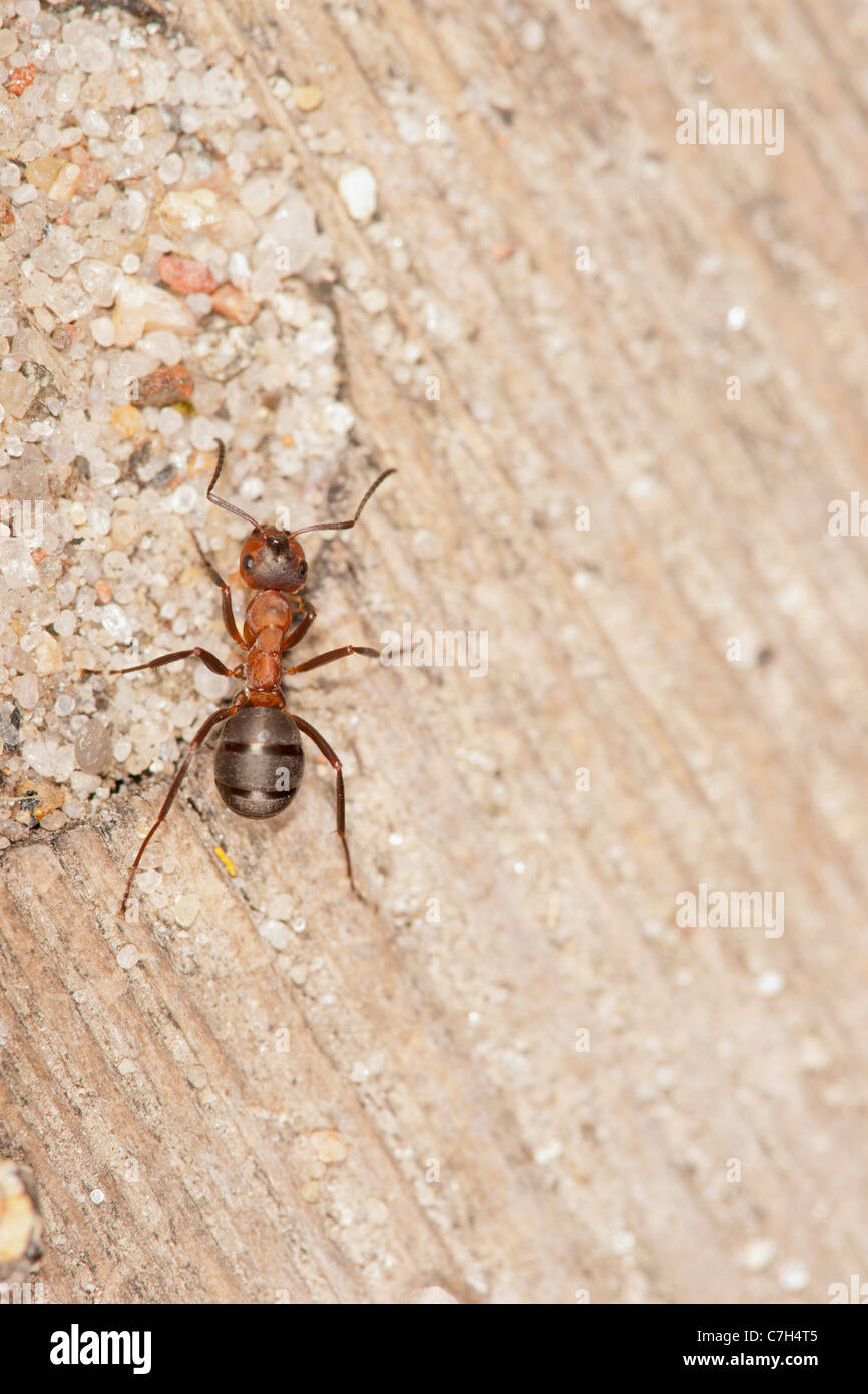 Eine Waldameise (Formica Rufa) auf ein Stück Treibholz stehend Stockfoto