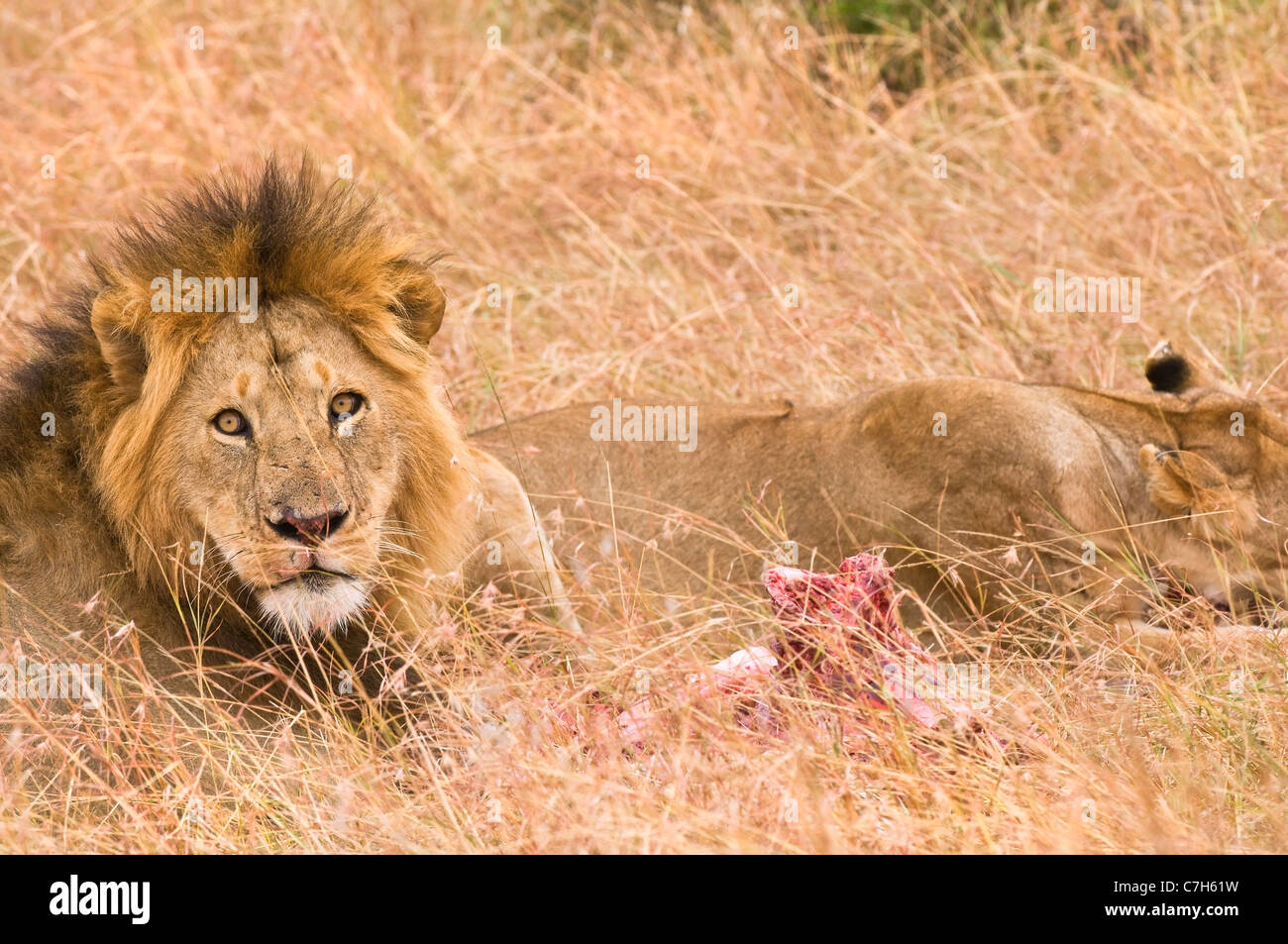 Löwe (Panthera Leo) - Juli 2010, Masai Mara National Reserve, Kenia, Ostafrika, Afrika Stockfoto