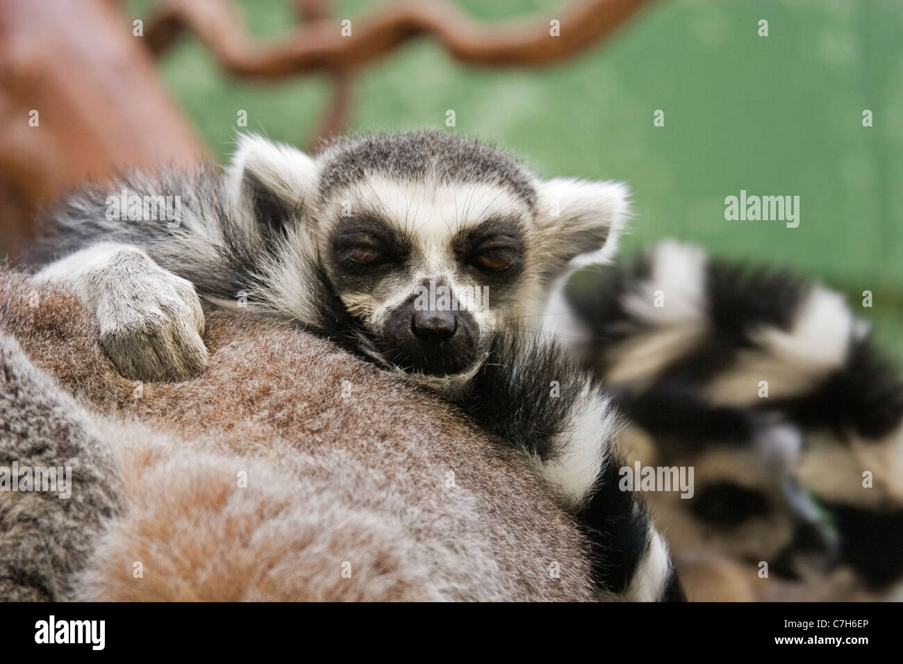 Katta Baby schläft auf Mutter in Bristol Zoo Stockfoto
