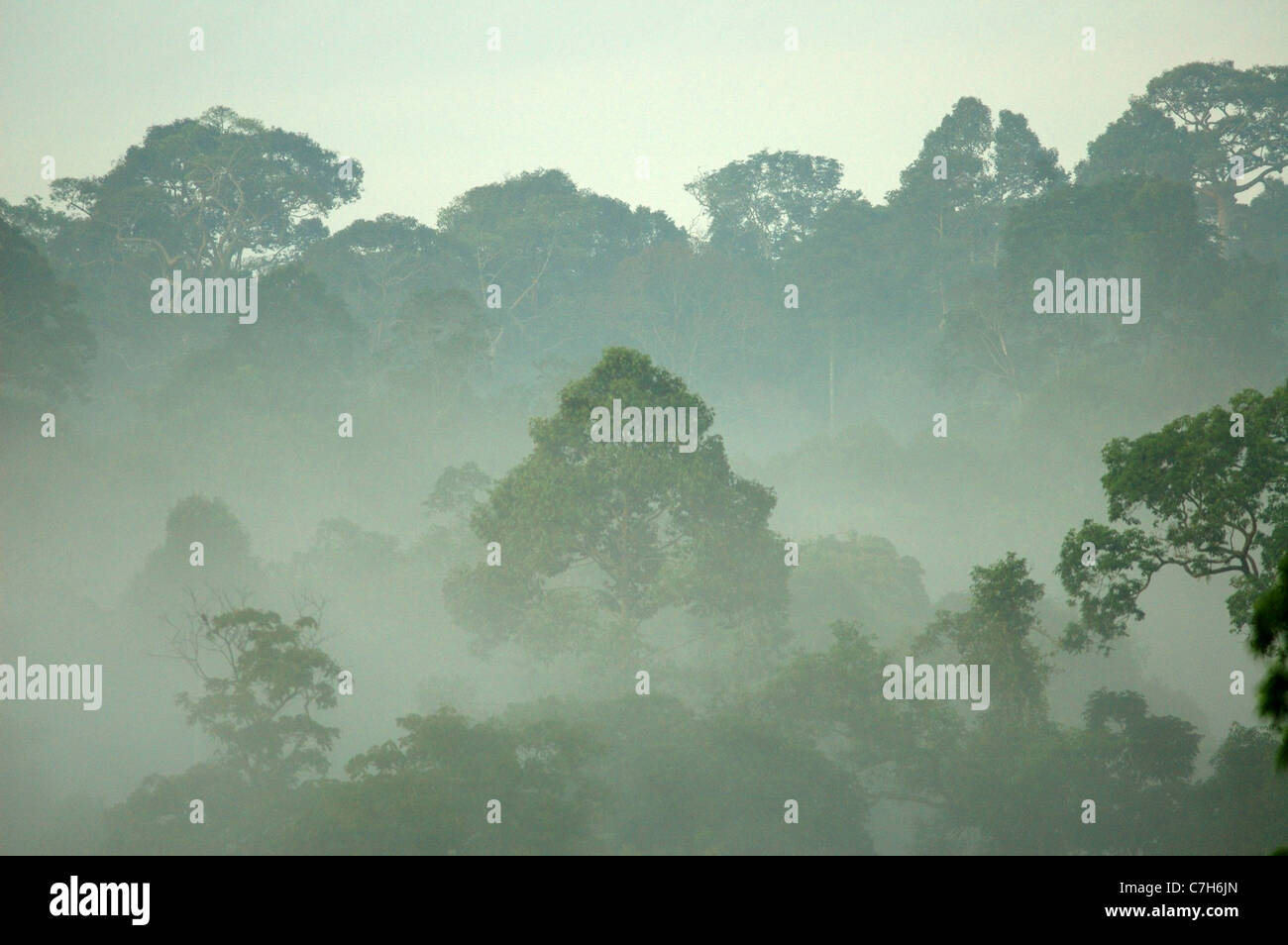 Der Regenwald im Nationalpark Khao Yai, Thailand Stockfoto