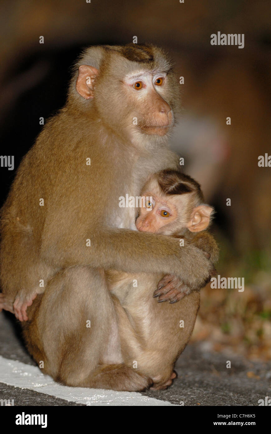 Mutter und Baby Schwein-tailed Macaque (Macaca Leonina) im Nationalpark Khao Yai, Thailand. Stockfoto