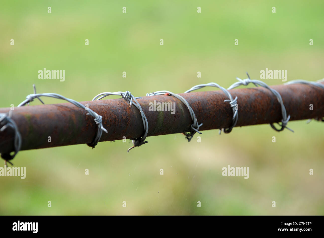 Stacheldraht umwickelt-Hof Stockfoto
