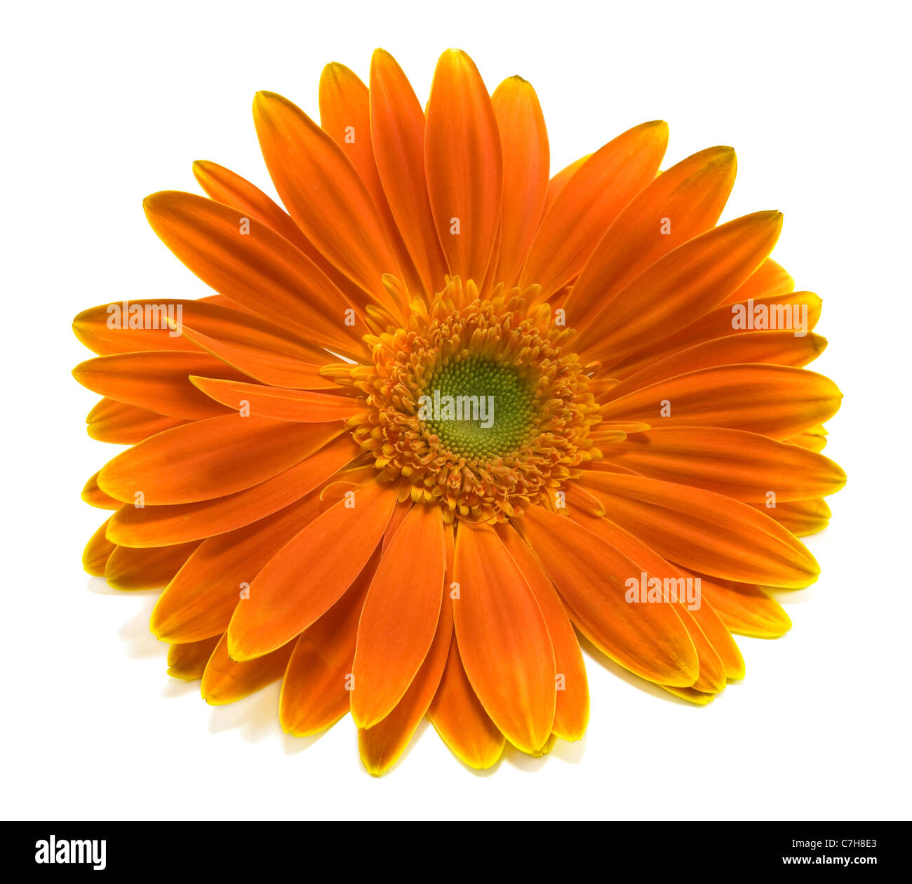 Orange Gerbera isoliert auf weißem Hintergrund Stockfoto