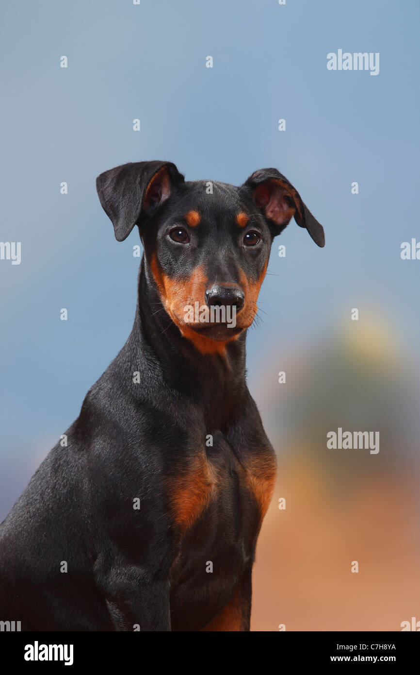 Deutsche Pinscher, Welpen, 17 Wochen Stockfoto