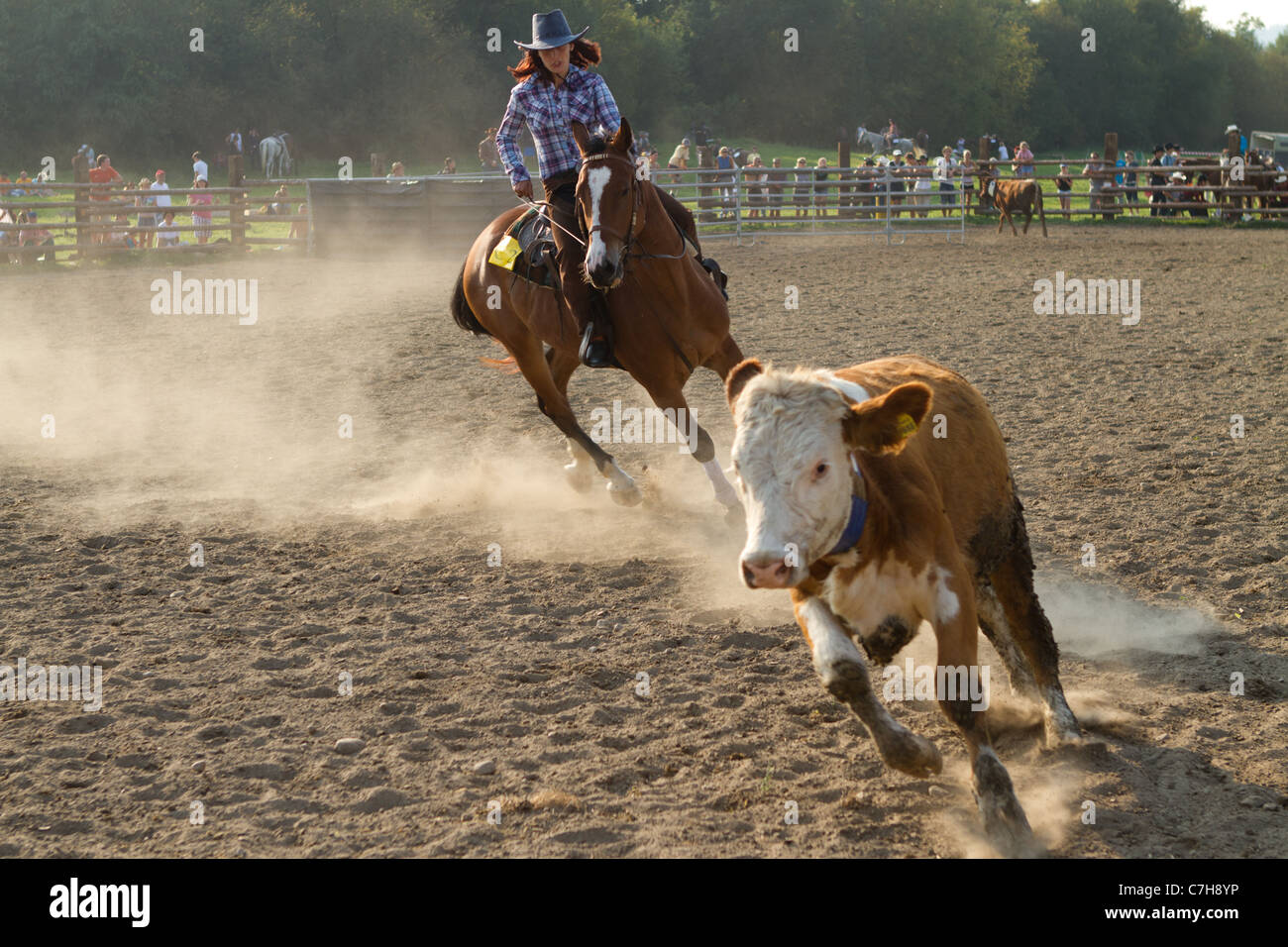 Cowgirl Reiten ihr Pferd in einem Kalb-schneiden-Wettbewerb Stockfoto