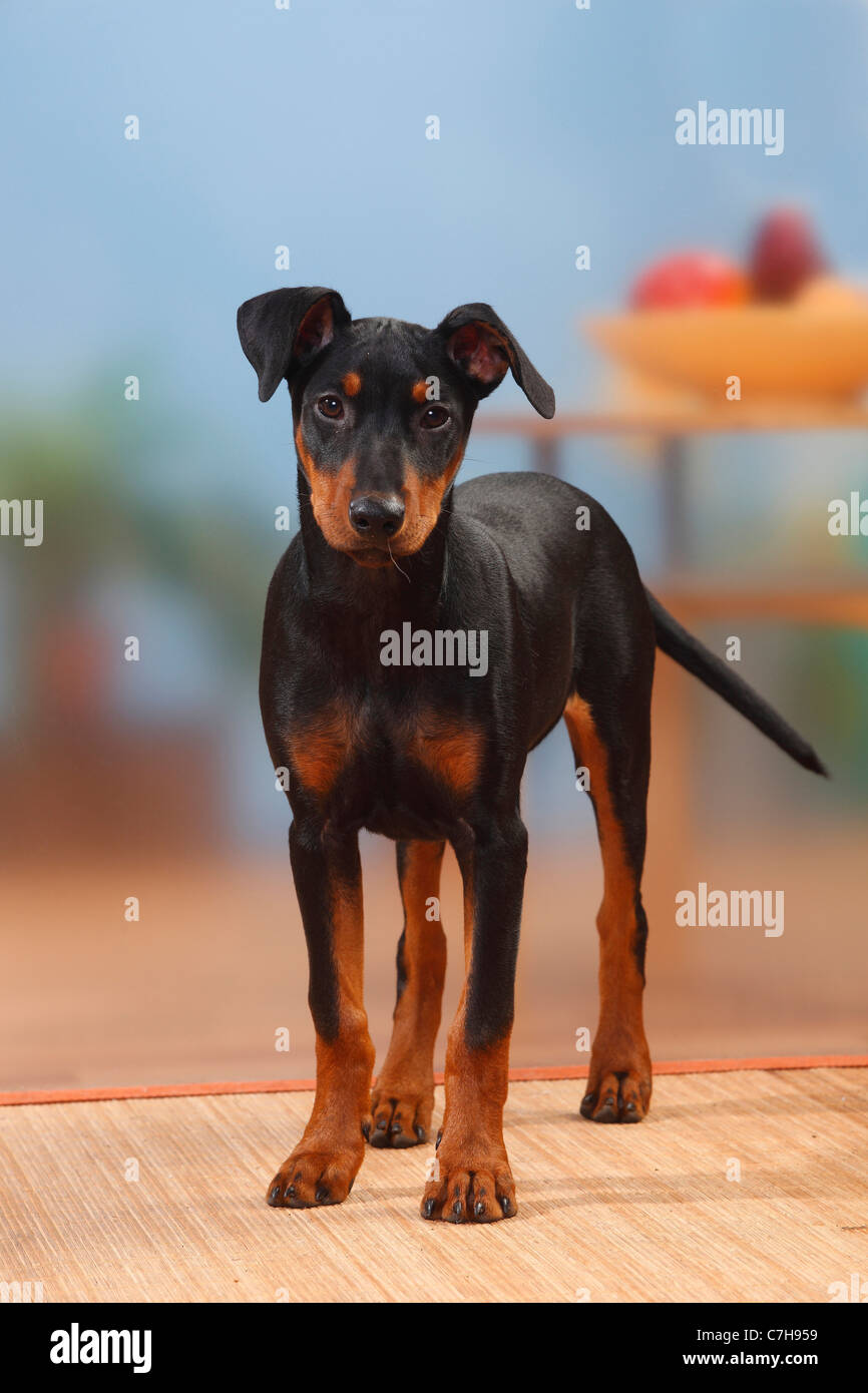 Deutsche Pinscher, Welpen, 17 Wochen Stockfoto