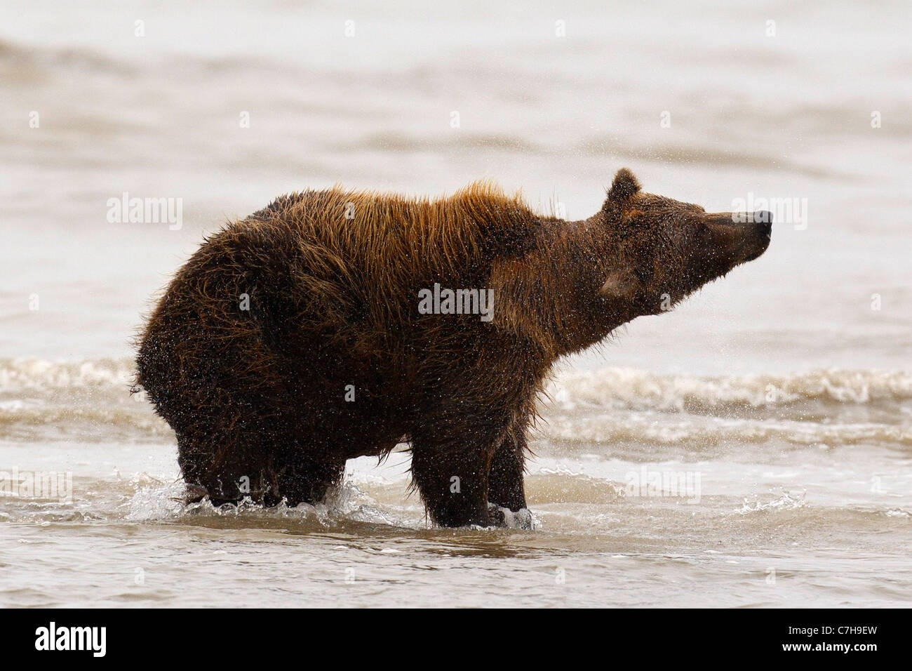 Nordamerikanischen Braunbären (Ursus Arctos Horribilis) Sau schütteln Wasser ab, Lake-Clark-Nationalpark im US-Bundesstaat Alaska Stockfoto