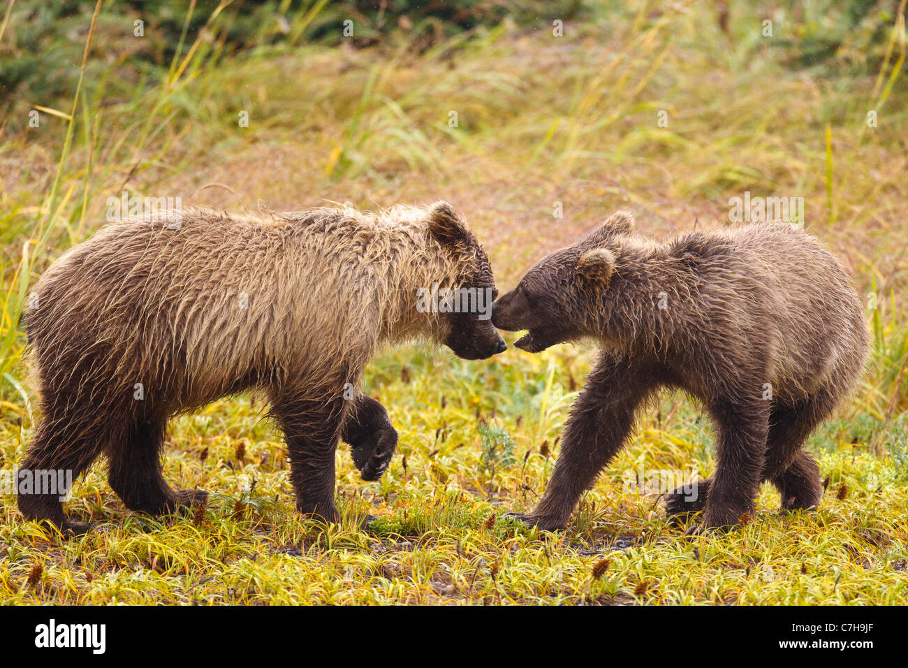 Nordamerikanischen Braunbären (Ursus Arctos Horribilis) jungen spielen in einem Feld, Lake-Clark-Nationalpark, Alaska, Vereinigte Staaten von Amerika Stockfoto
