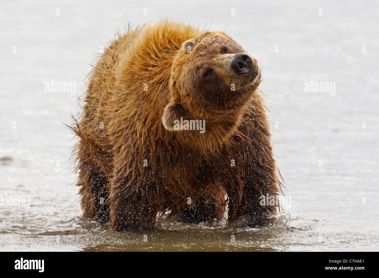 Nordamerikanischen Braunbären (Ursus Arctos Horribilis) säen schüttelt Wasser ab, Lake-Clark-Nationalpark im US-Bundesstaat Alaska Stockfoto