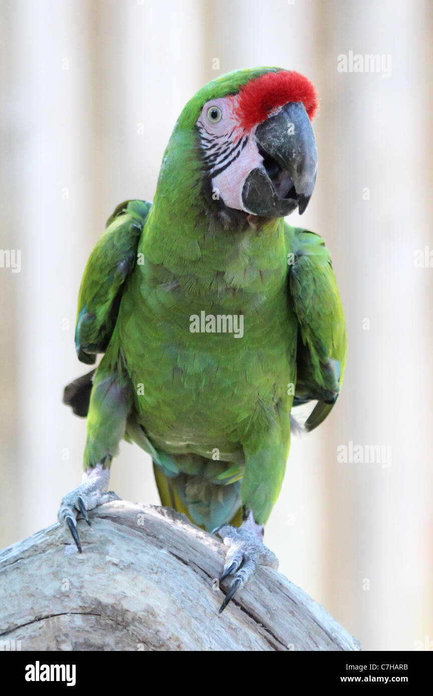 Ara Militaris Militär Ara Papagei grün Stockfotografie - Alamy