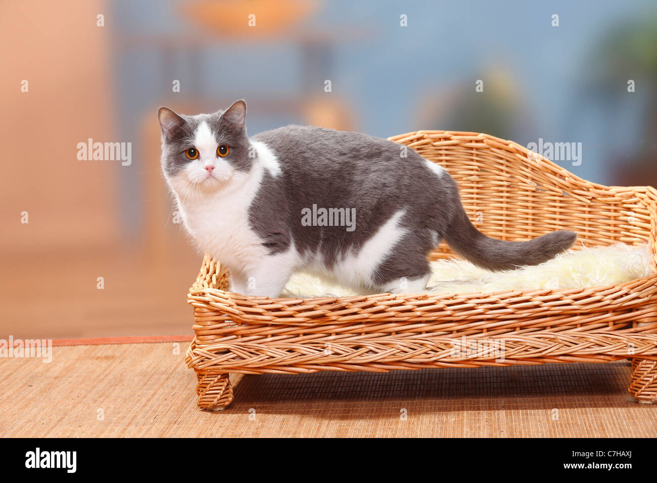 Britische Kurzhaarkatze, blau-weiß / Seite Stockfoto