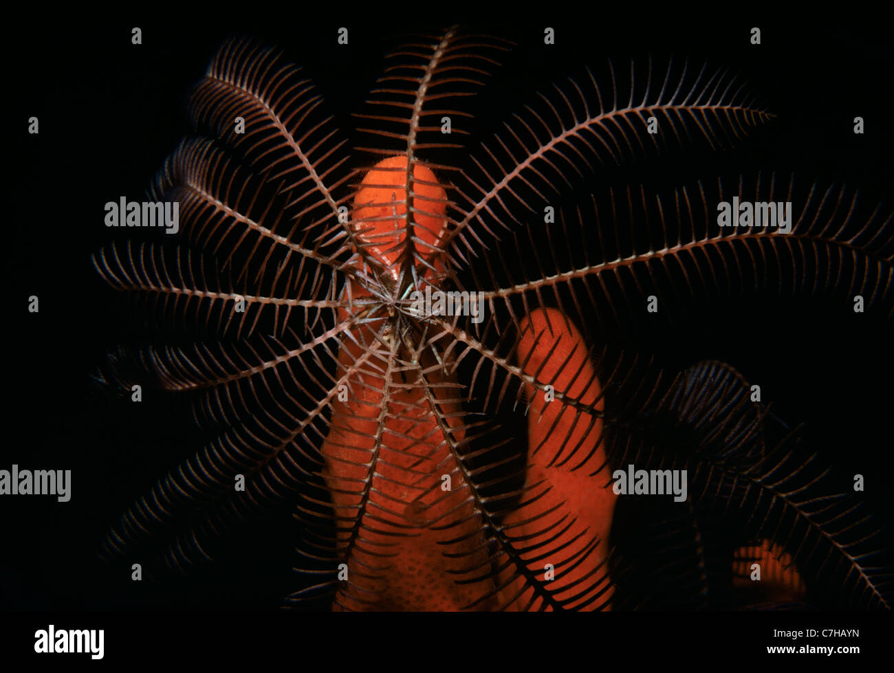 Feather Star (Lamprometra Klunzingeri) in der Nacht auf einem Schwamm. Ägypten, Rotes Meer Stockfoto