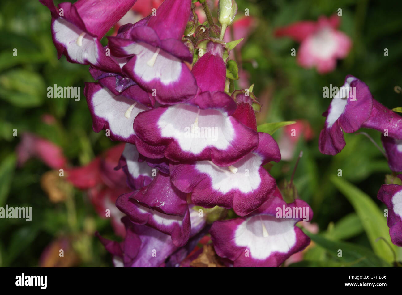 Penstemon "Ruby Fields" Stockfoto