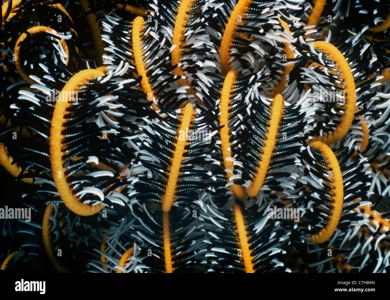 Basis-attached Wappen Crinoid oder Feather Star (Lamprometra Klunzingeri) offen und Fütterung auf Plankton in der Nacht. West Australien Stockfoto