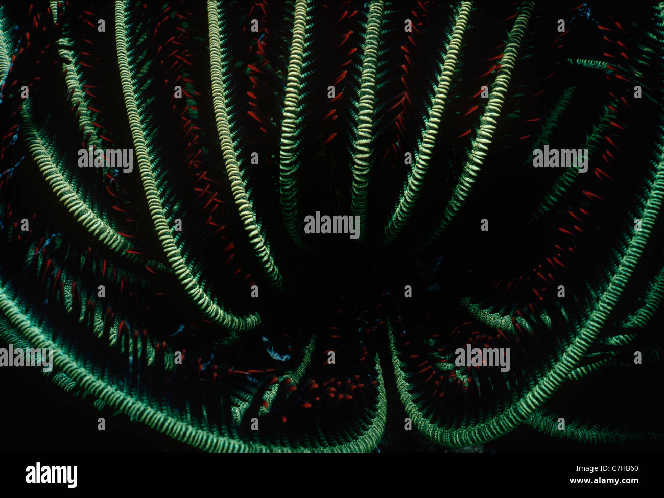 Feather Star (Lamprometra Klunzinger) fallen Plankton. Papua-Neu-Guinea Stockfoto