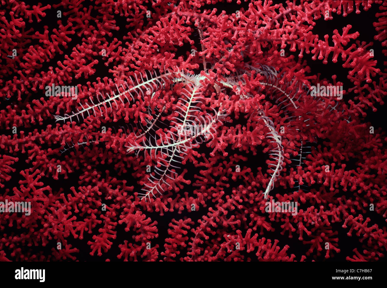 Crinoid auf Gorgonien Coral (Melithaea spp.) in der Nacht. Papua Neu Guinea - Bismarck-See Stockfoto
