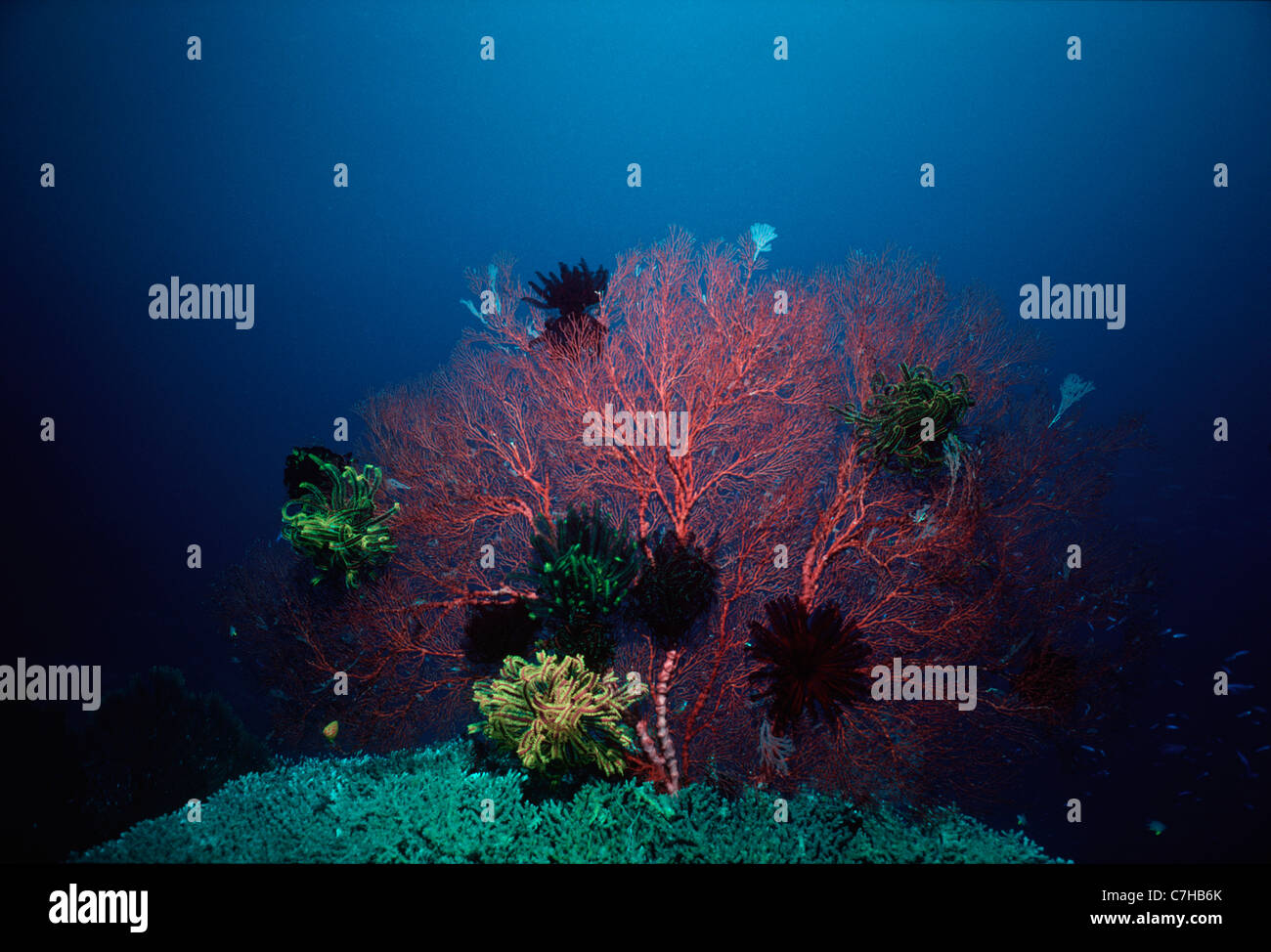 Seelilien auf Gorgonien Coral (Melithaea spp.). Papua Neu Guinea - Bismarck-See Stockfoto