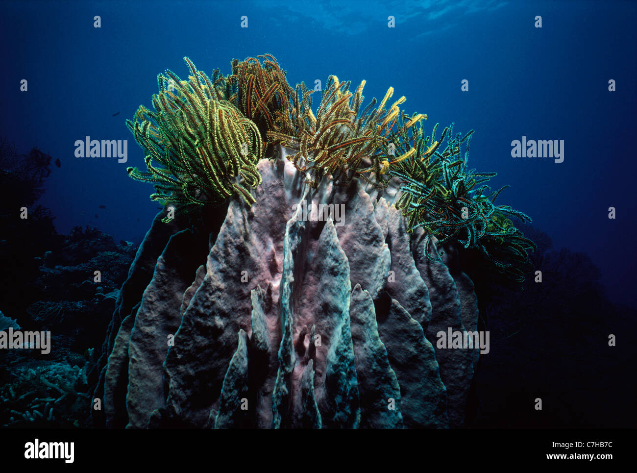 Seelilien hoch oben auf einem Fass-Schwamm (Xestospongia Testudinaria). Kimbe Bay, Neubritannien, Papua Stockfoto