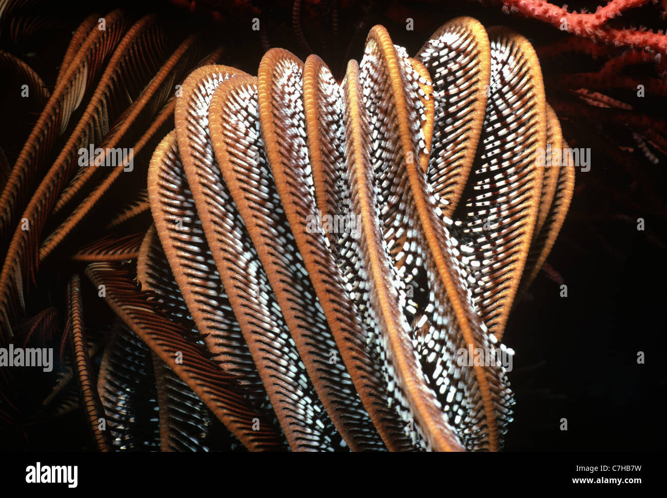 Feather Star (Lamprometra Klunzinger) fallen Plankton. Papua-Neu-Guinea, Bismarck-See Stockfoto