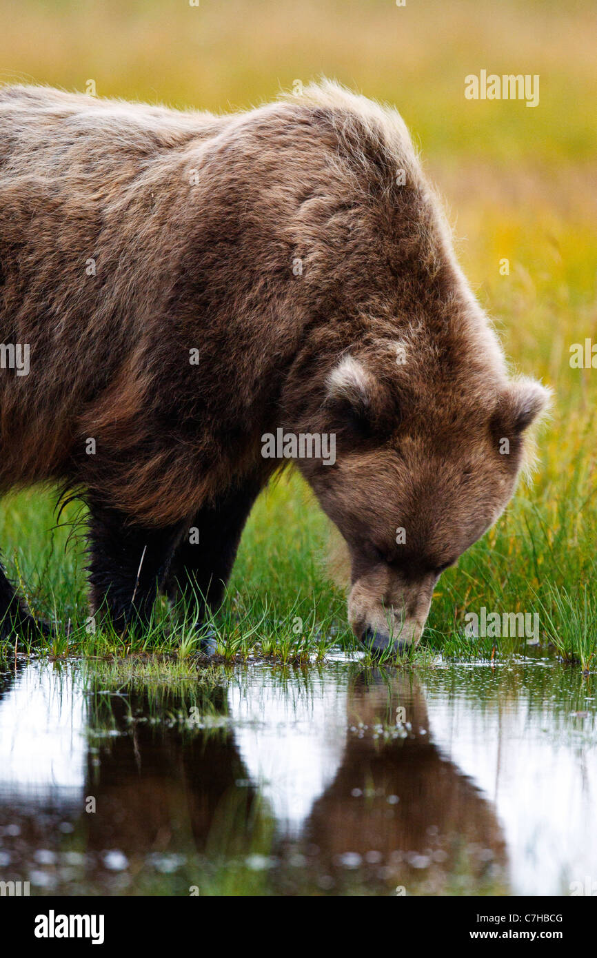 Nordamerikanischen Braunbären (Ursus Arctos Horribilis) säen Getränke Wasser, Lake-Clark-Nationalpark, Alaska, Vereinigte Staaten von Amerika Stockfoto